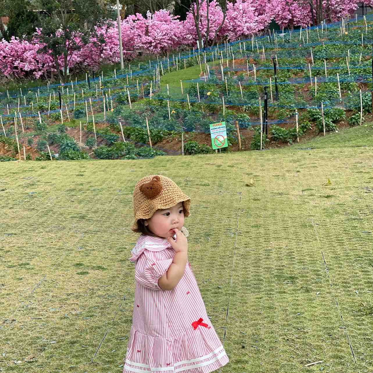 Tuệ Nhi