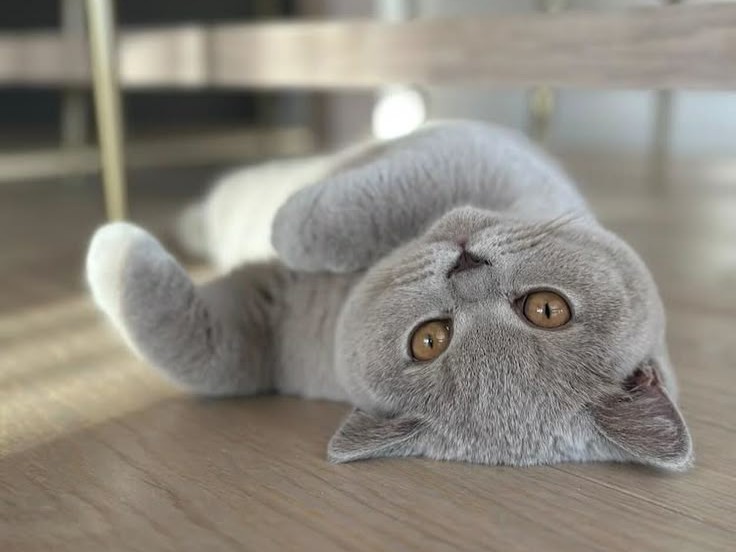 Người Đã Như Mơ