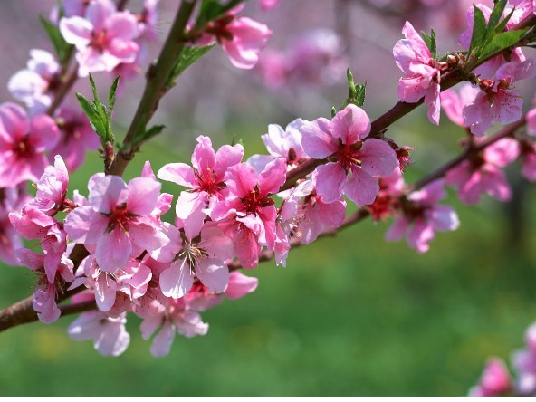 XUÂN ĐẸP LÀM SAO