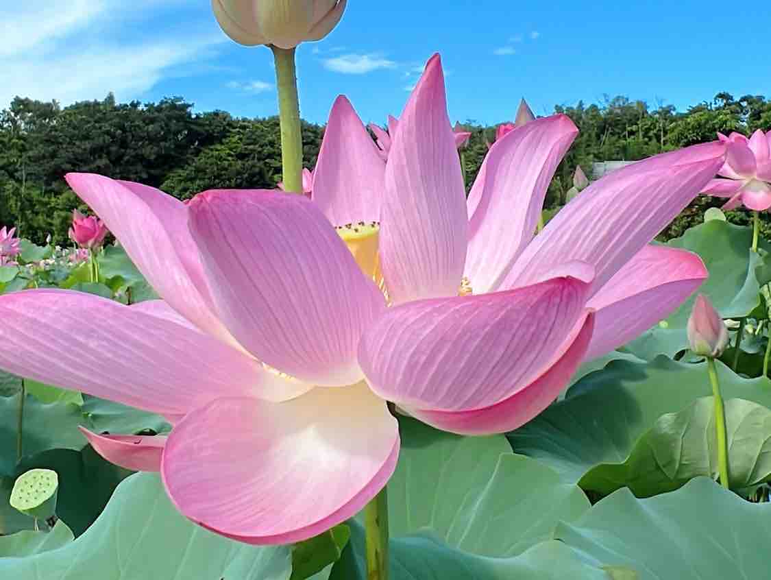 Đôi Ta Có Duyên Không Nợ 