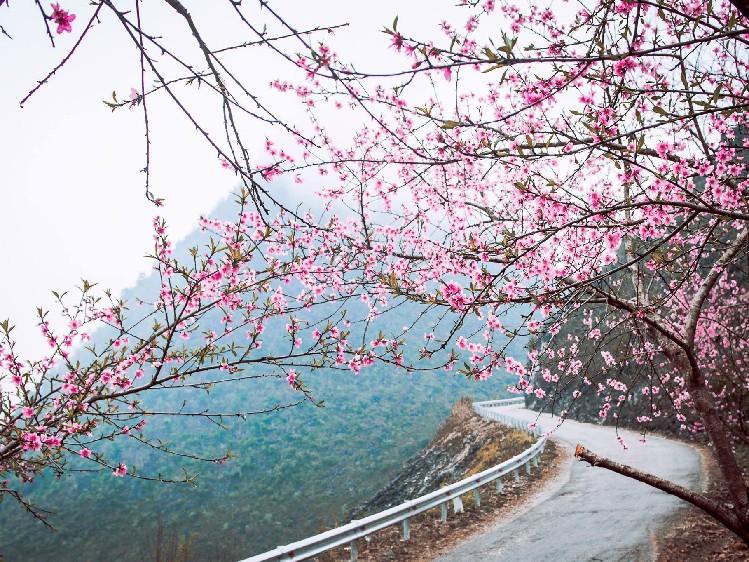 Đường bốn mùa Xuân - Nguyễn Nhung& Luyen Tran