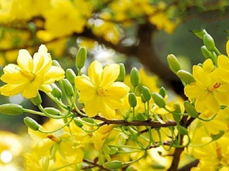 MỘNG CHIỀU XUÂN ( Ngọc Bích )…