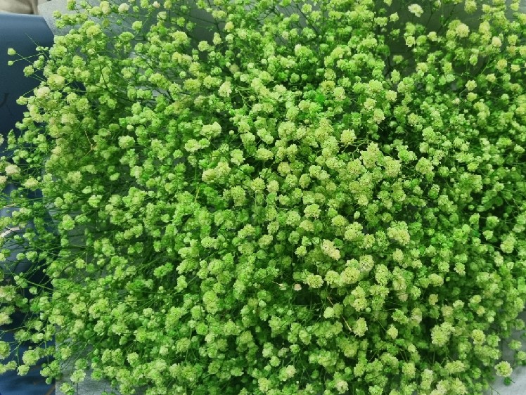 Mưa Qua Ngõ Nhỏ - Trần Hằng