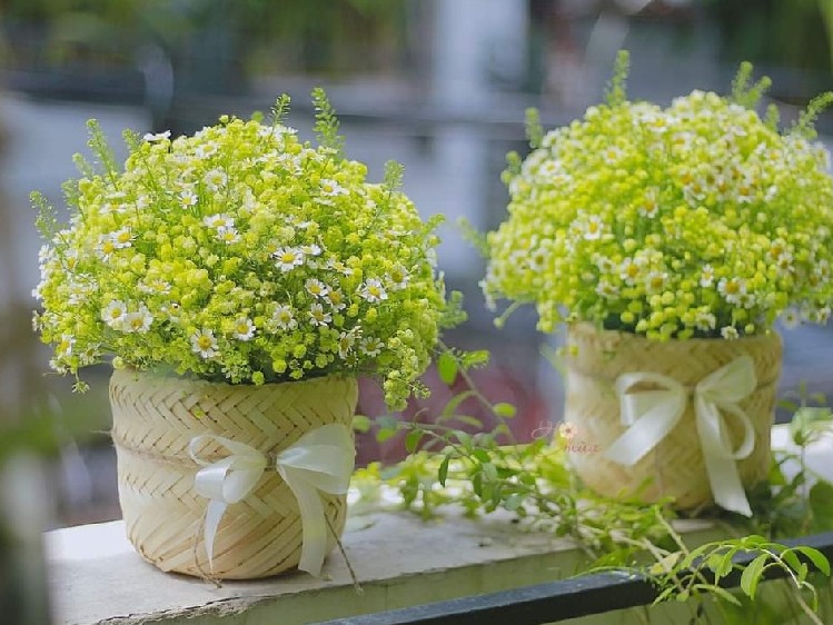 Đời Có Bao Nhiêu Ngày Vui (Châu Đăng Khoa)